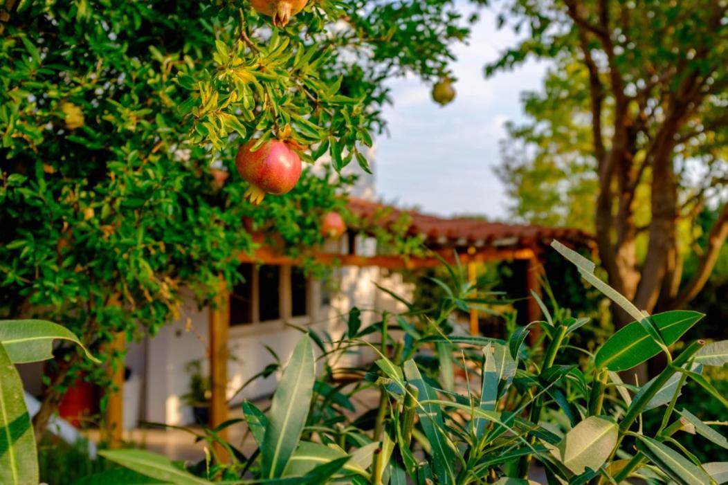 Vineyard Country House With Panoramic Seaview Alexandrupoli Exteriér fotografie